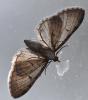 Eupithecia virgaureata